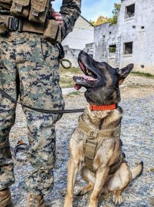 Vortex Optics Donates Dog Collar Proceeds to Support Military K-9s